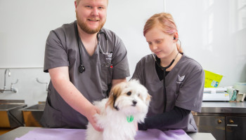 Vet Nursing Assistant 11